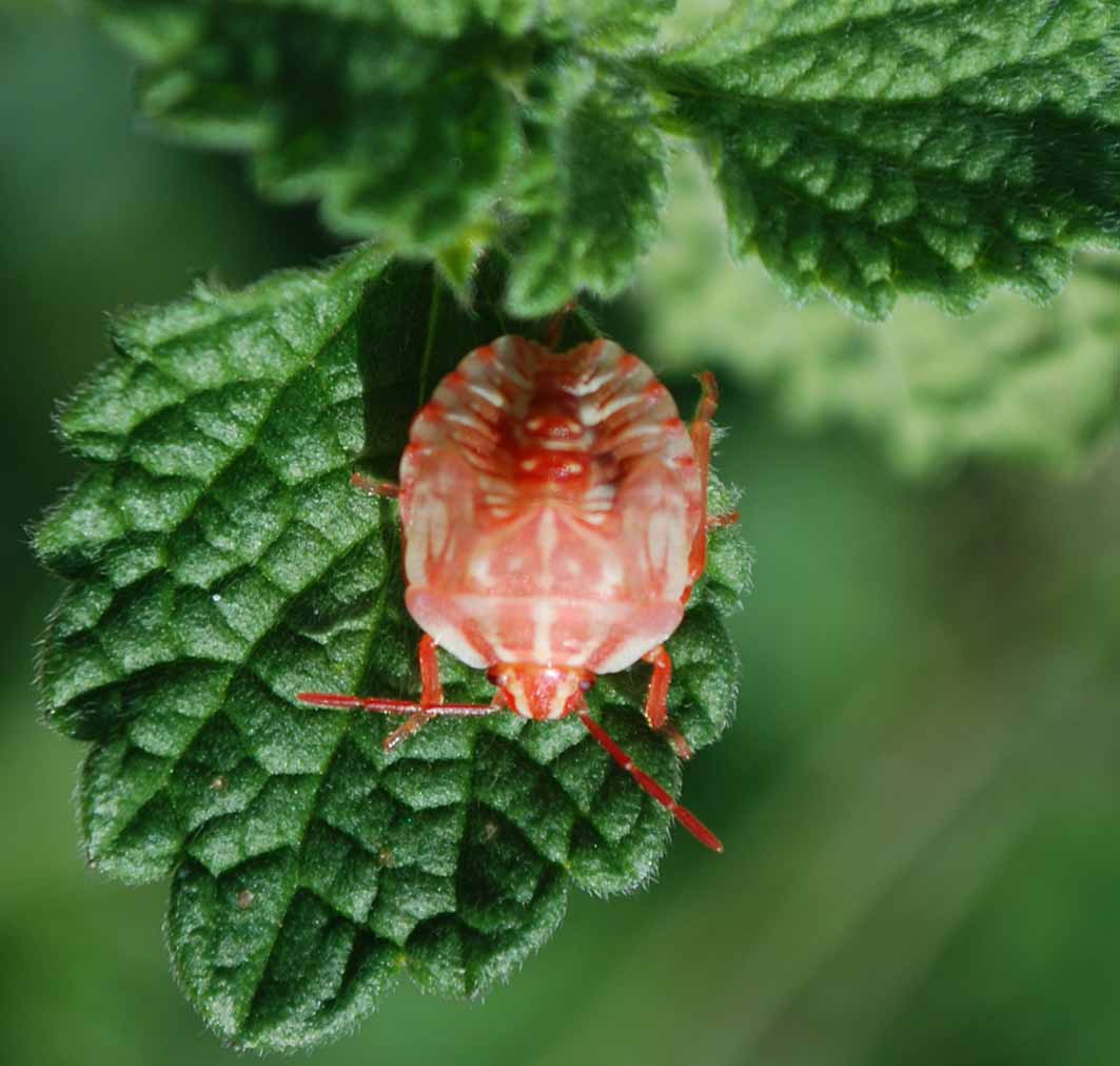 Pentatomidae: Ninfa di Carpocoris  da determinare